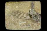Crinoid (Scytalocrinus) With Bryozoan Fossil - Crawfordsville #122972-1